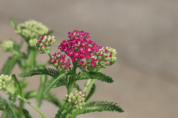 初夏の公園に咲くノコギリソウの赤い花