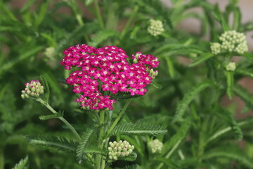 初夏の公園に咲くノコギリソウの赤い花