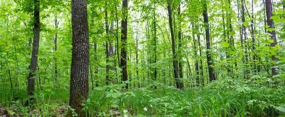 Panorama of green forest. Dense forest in spring.