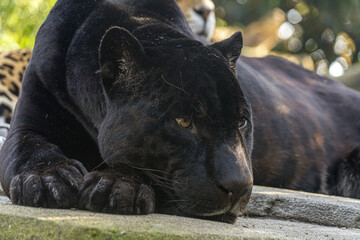black panther close up portrait © Andrea Izzotti