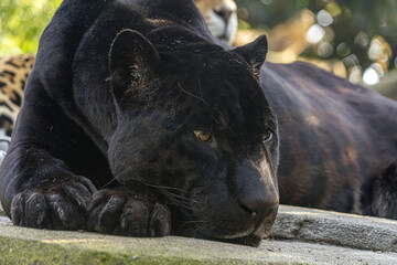 black panther close up portrait
