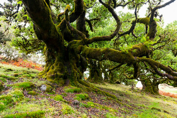 Fanal Forest is a magical fairytale forest and sight attraction on Madeira Island Portugal. Clouds and Fog in the amongst the 600 year old Laurisilva trees create a mystic green, dewy atmosphere.