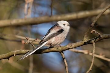 Long-tailed Tit sitting on a twig, Aegithalos caudatus, bird with white feathers and black tail, small European bird, fast and agile, looks like a small white ball