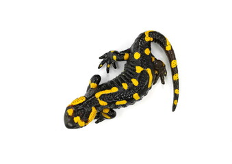 The fire salamander isolated on white background