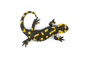 The fire salamander isolated on white background