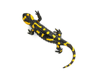 The fire salamander isolated on white background