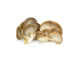 Forest oyster mushroom isolated on white background.  
