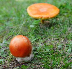 Amanita Caesarea Mushrooms, also known as Caesars Mushroom. In France known as Roi de Champignons. 