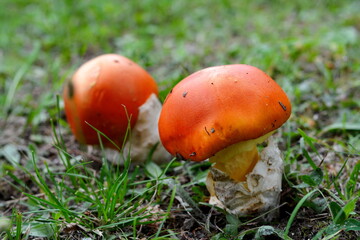 Amanita Caesarea Mushrooms, also known as Caesars Mushroom. In France known as Roi de Champignons. 