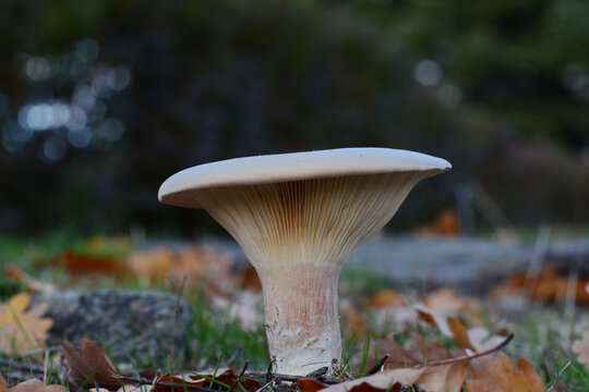 Trooping Funnel Fungus - Clitocybe geotropa