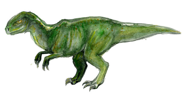 Watercolor drawing of a predatory tyrannosaurus dinosaur, isolated on white background. Hand drawn