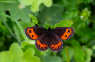 beautiful brunette Scottish ; erebia aethiops