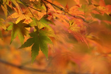 紅葉とモミジ　SDGs地球環境と自然！秋イメージ　