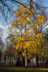 View of autumnal leaves of Ginkgo biloba tree in a public garden