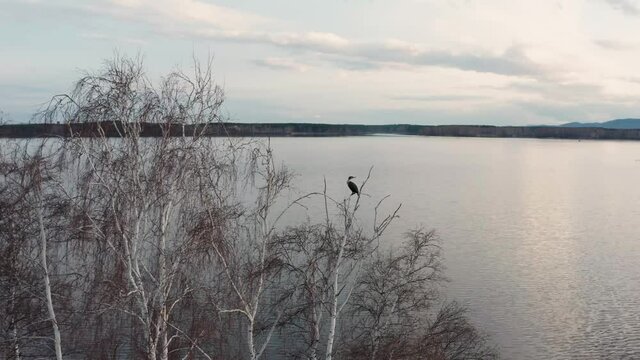 Aerial view of birds on a tree on an island in the center of the lake