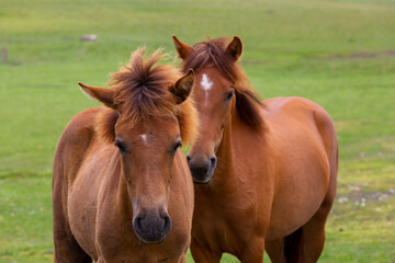 Fototapeta na wymiar two wild horses side by side in their natural environment, (Turkish; Yılkı Atları )