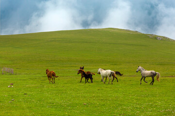 Naklejka na ściany i meble Wild horses ( Turkish; Yılkı Atları ) Giresun City, Turkey