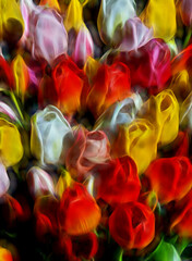 glowing red purple blue and yellow tulip flower arrangement