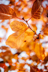 Naklejka na ściany i meble Autumn golden and orange leaves background
