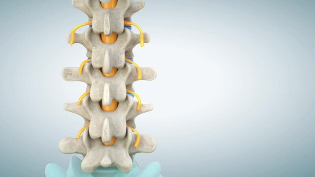 3D animation of a Human lumbar spine demonstrating normal discs working