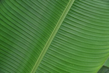 closup of banana leaf