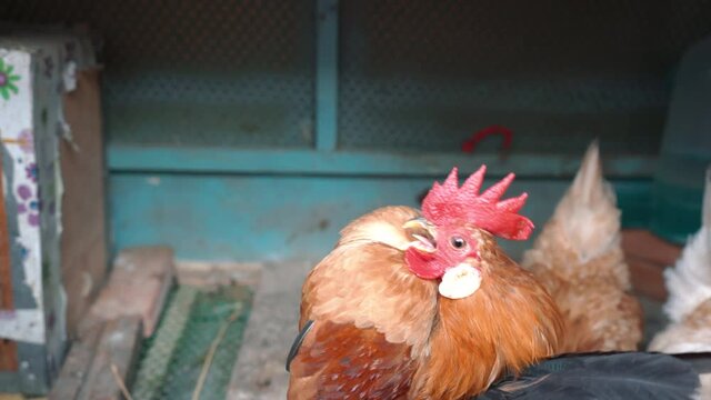 The serama or the malaysian serama is beating its wings and crowing in the chicken coop. With sound.