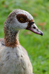 portrait of a duck