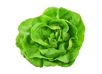 Green butterhead lettuce isolated on white background. 