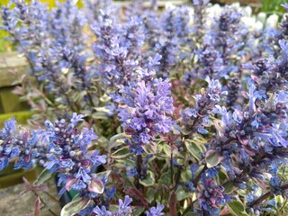 Ajuga reptans 'Dixie Chip'