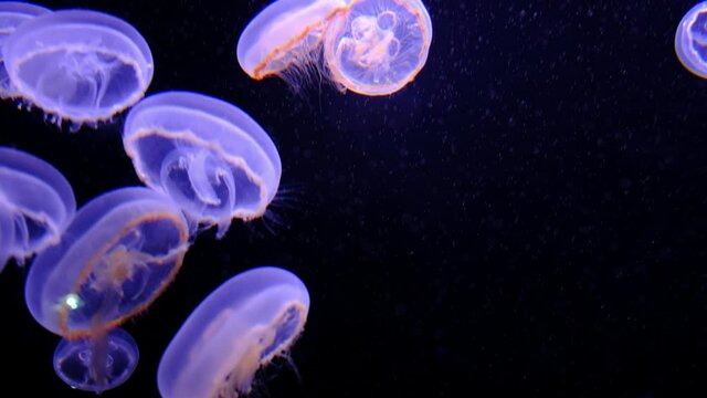 jellyfish