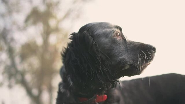 Dog walks in a field
