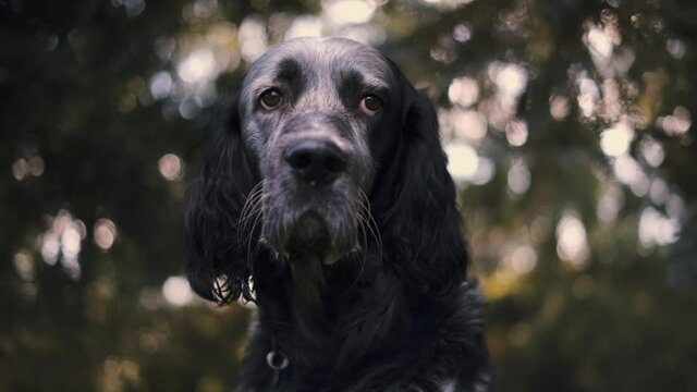 Dog walks in a field