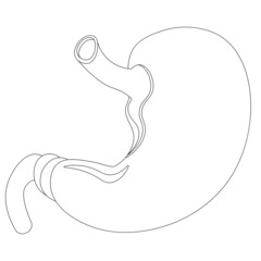 The human stomach coloring book. Vector illustration on the topic of anatomy.
