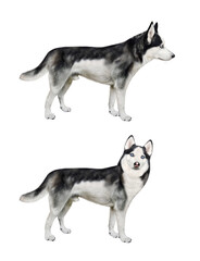There are two dogs husky. Side view. White background. Isolated.
