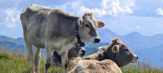 Cows grazing on the pastures in the Ratikon Alps, Switzerland.