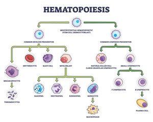 Hematopoiesis as blood cellular components formation outline diagram. Labeled educational scheme with common myeloid and lymphoid progenitor vector illustration. Leukocytes and lymphocytes generation. - obrazy, fototapety, plakaty