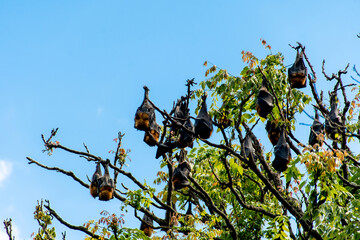 Grey-headed flying foxes hanging in a tree. Australian native animal mega bat