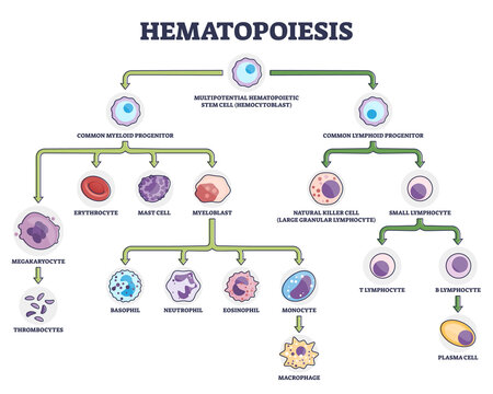 Hematopoiesis as blood cellular components formation outline diagram. Labeled educational scheme with common myeloid and lymphoid progenitor vector illustration. Leukocytes and lymphocytes generation.