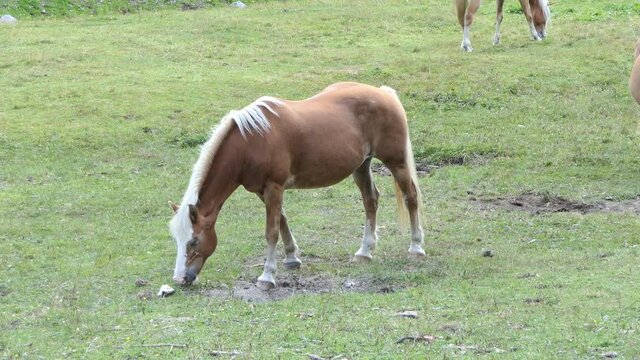 brown horse with a white mane quietly eats in the meadow in the mountains on a sunny day