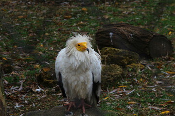 An ordinary vulture