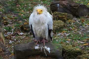 An ordinary vulture