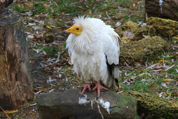 An ordinary vulture