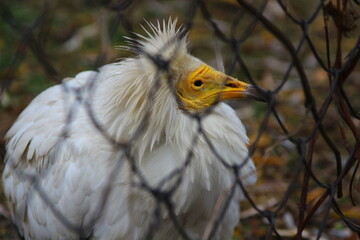 An ordinary vulture
