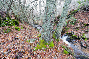 Arroyo de la Dehesa. Somosierra. Madrid. España. Europa.