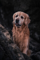 Beauty golden retriever puppy on the beach looking away