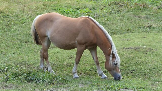 brown horse with a white mane quietly eats in the meadow in the mountains on a sunny day