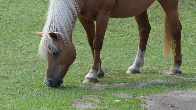 close up shot of a brown horse with white mane eating in the meadow