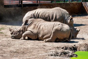 Obraz premium rhino in the zoo