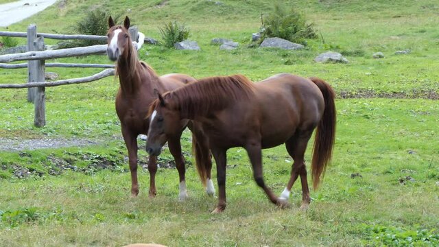 gorgeous pair of brown horses with white muzzle walks in the meadow in the mountains