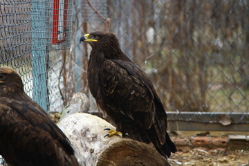 steppe eagle in the zoo